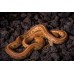 Serpiente del Maizal -  Tessera caramel - Pantherophis guttatus